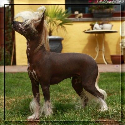 Yoeckydoe's Frou Frou