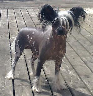 Taijan Dreamer Navigator