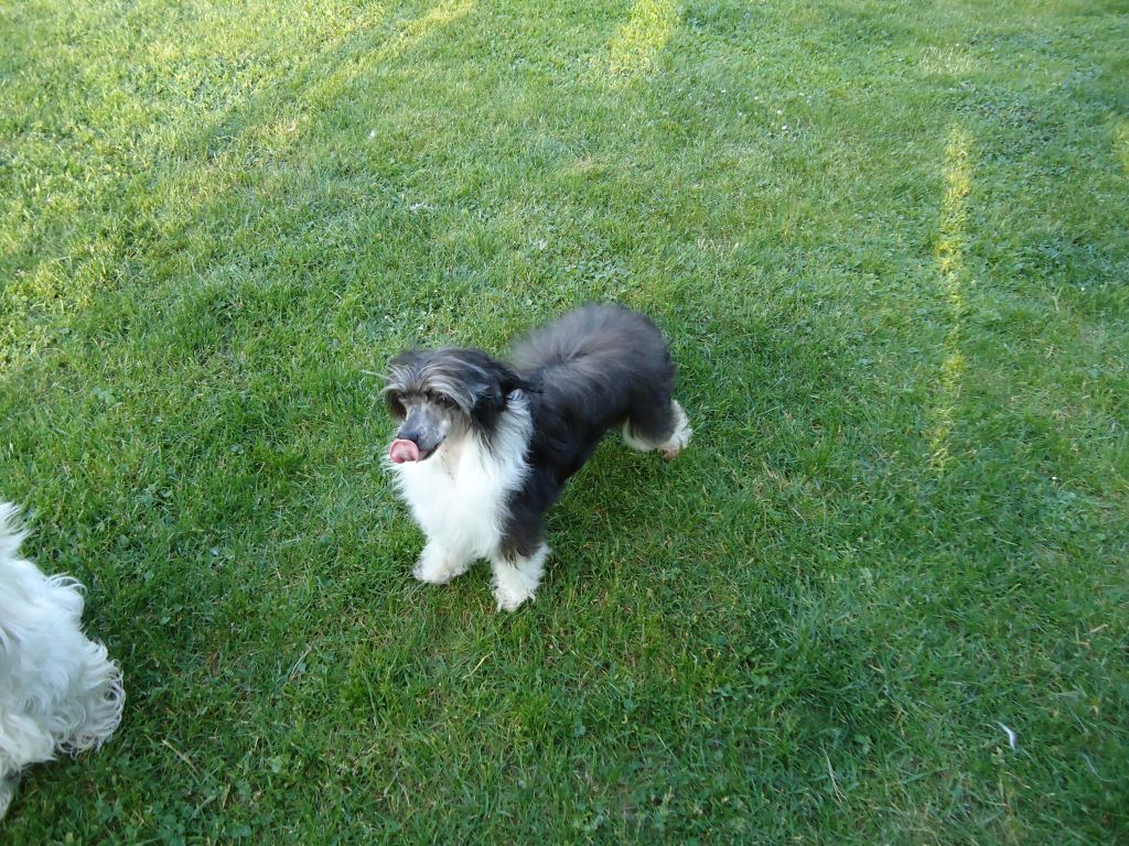 Stars at Sea Hot Potato at Leangi Pima