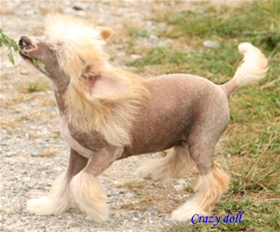 Crazy doll de almamasan