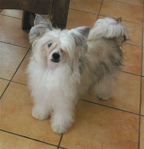 Diamond von Shinbashi