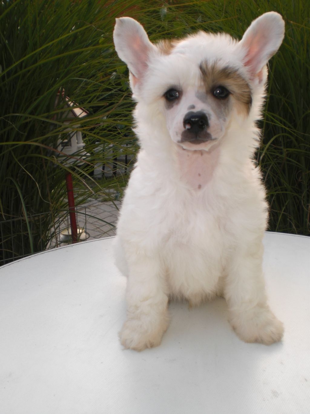 Yaquinas Boog the Blanco