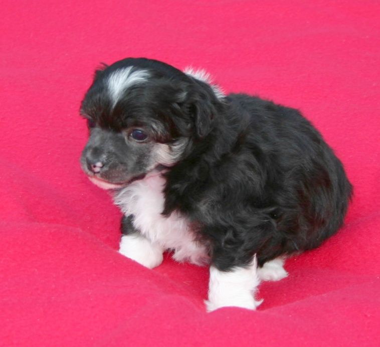 Helios du Rose Amour