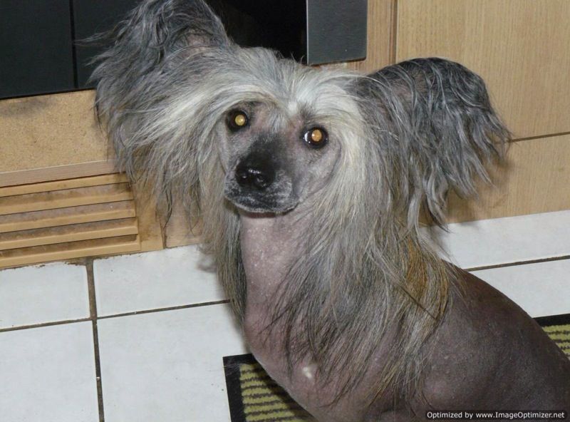 Shipstone Dapples Dinkum