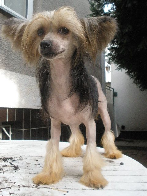 Jewel of Onyx Al Maarii Sapphire