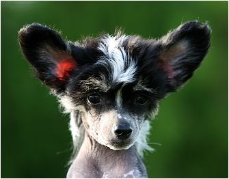 Christoppher Dandy Mate