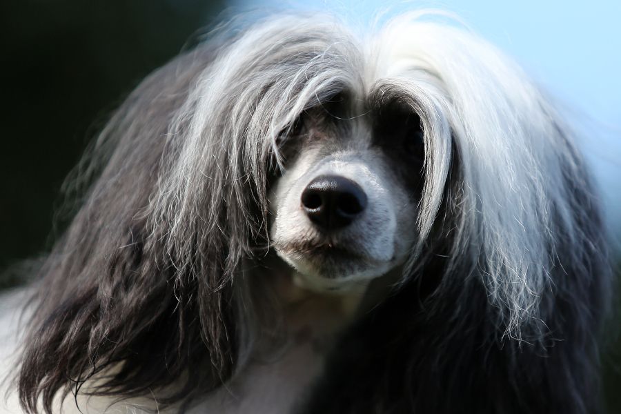 Channdler Dandy Mate