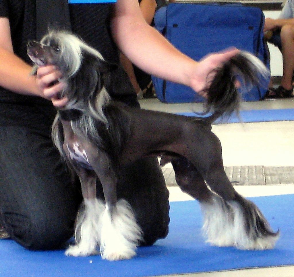 Chico Camerron Dandy Mate