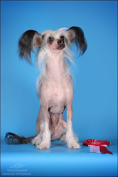 Fantastik Kashmir Kerri Kamelija