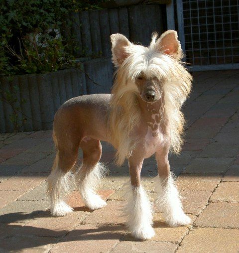 Little Bumble Bee of Gizzy's Home