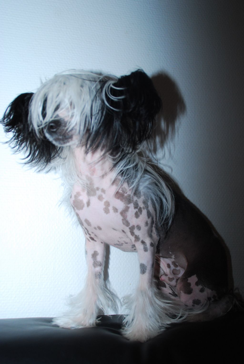 Calibra's Hanging By Hair