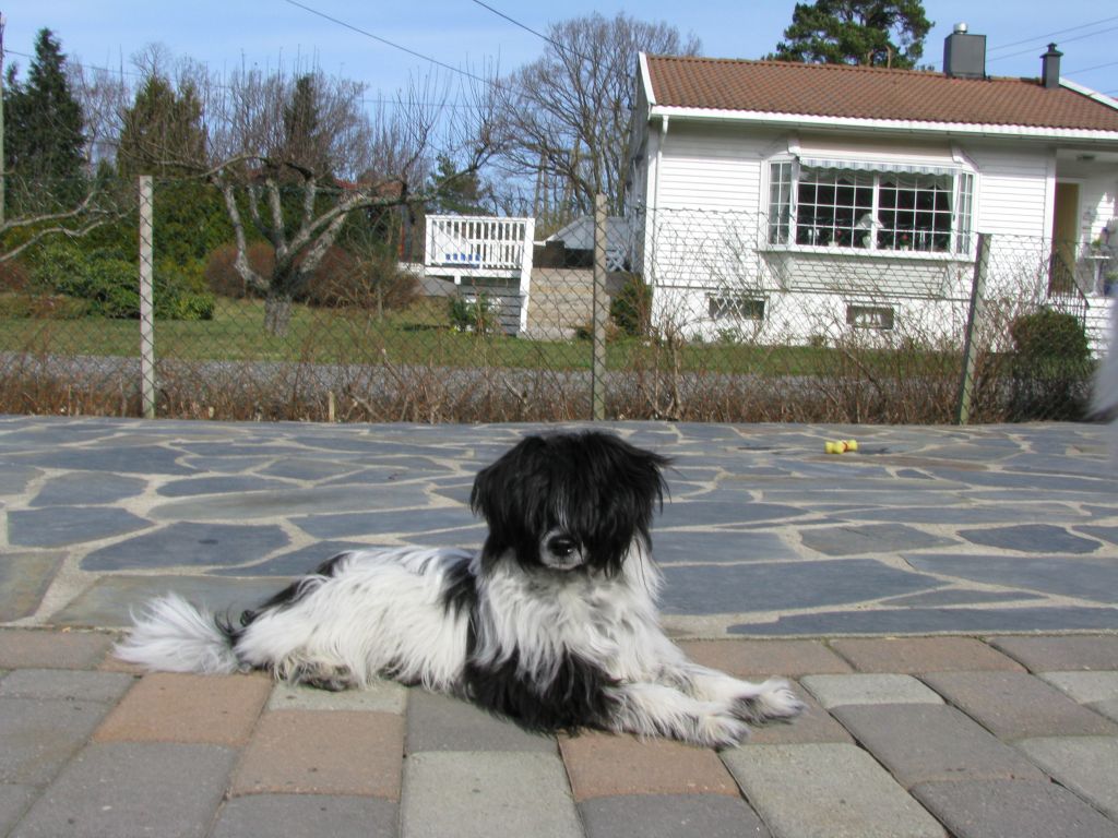 Absolute Souls Super Trouper