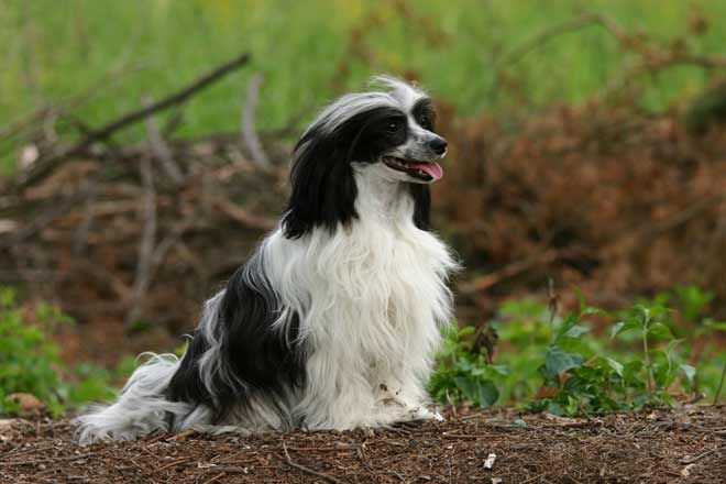 URÁNIA Alexa Lachesis