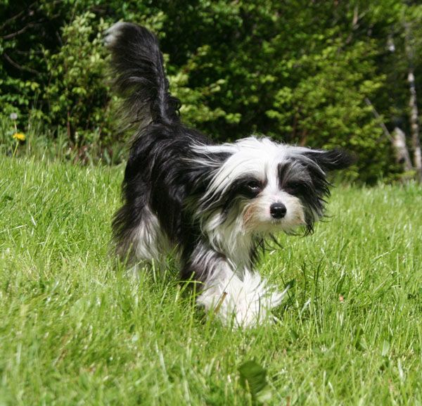 Curlycrest's Hellbilly Heaven