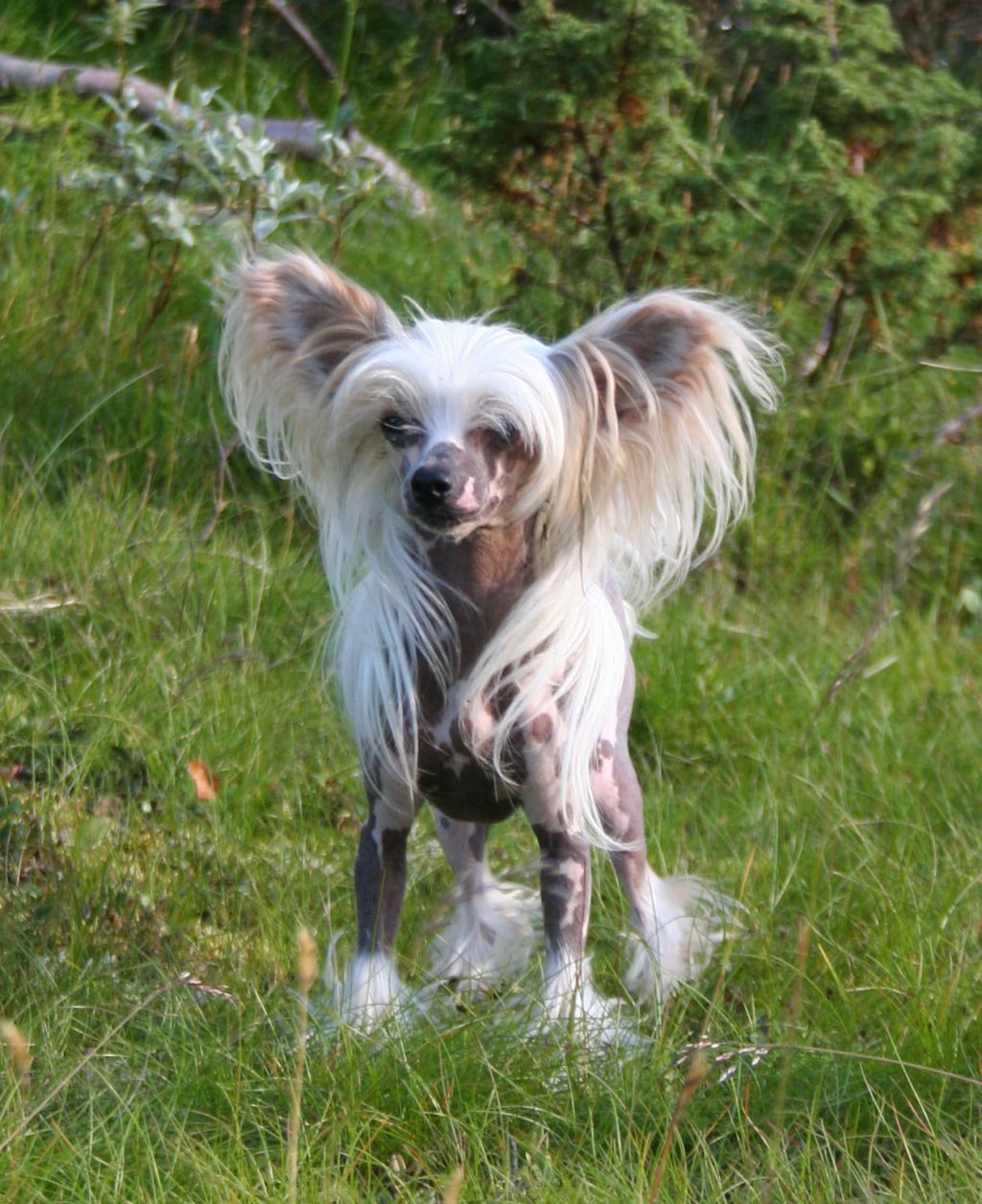 Curlycrest's Final Country Song