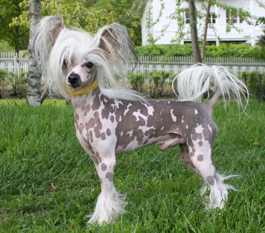 Showcrest's Curlycrest Heaven