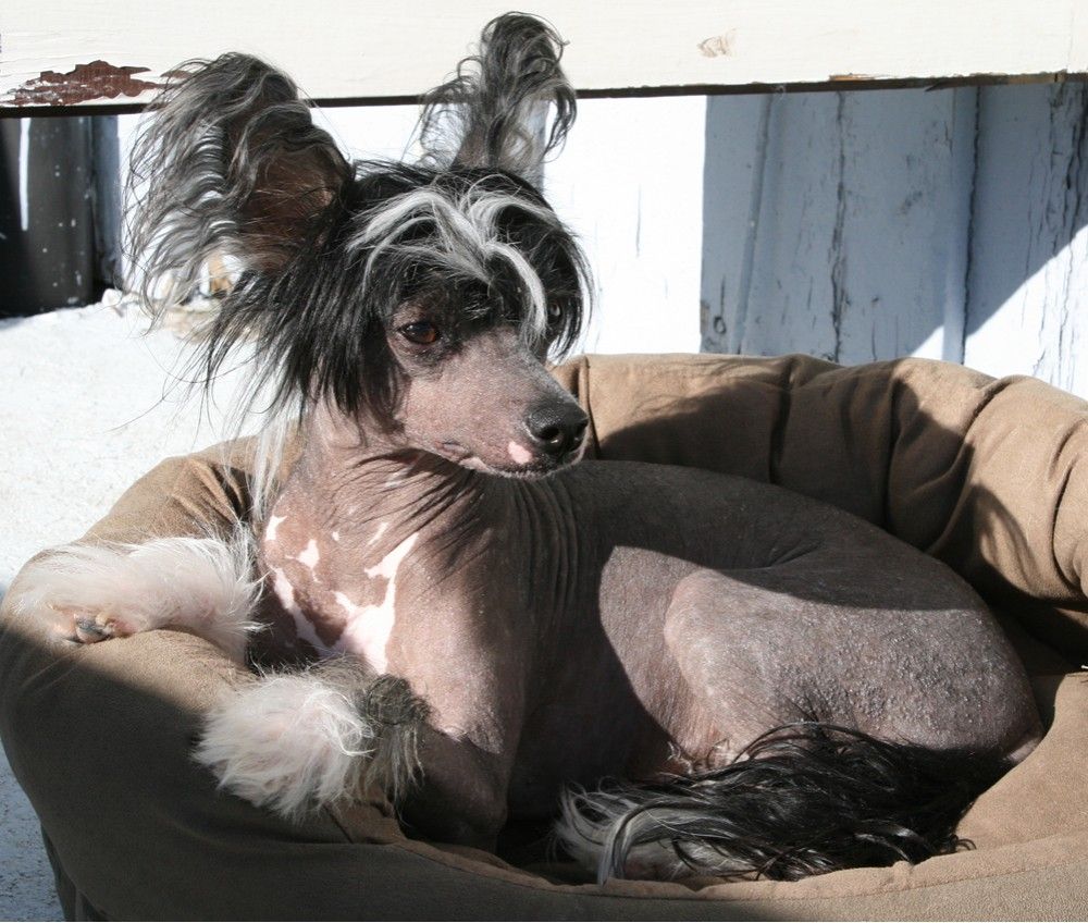 Showcrest's Captain Sparrow