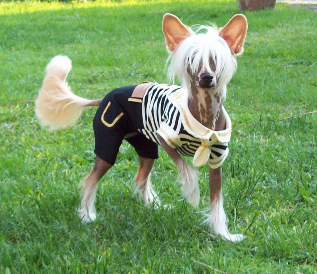 Lady Ml Diamond Daffy