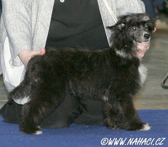 Irwin Black Eve-Bler