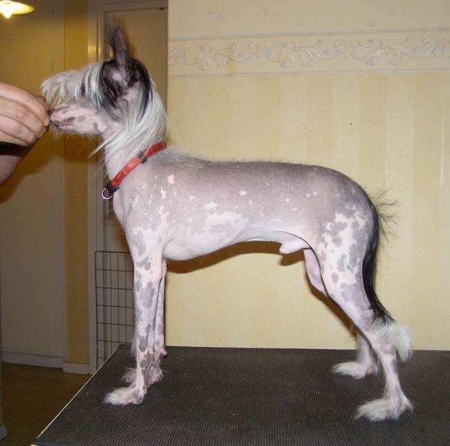 Plupp's Artemisia Scoparia