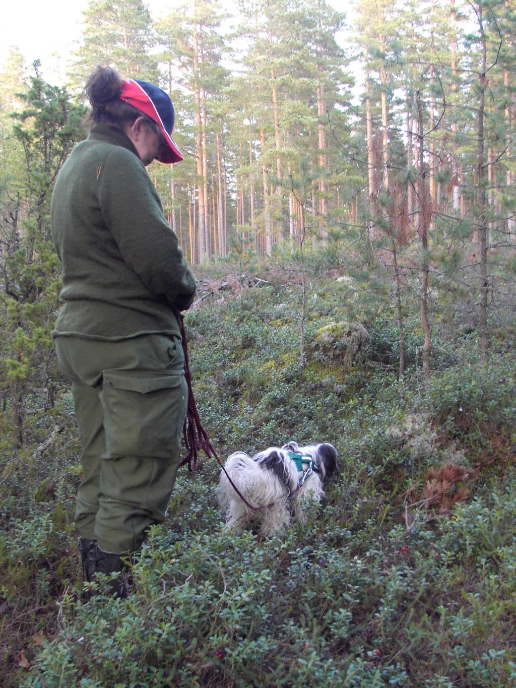 Plupp's Artemisia Oelandica