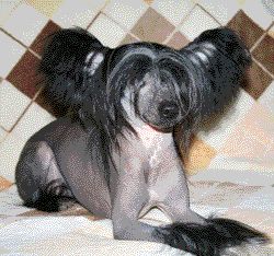 Black Edelveys Mitau