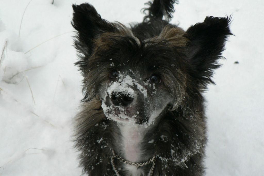 Pinky Twinky Enigma Eterno