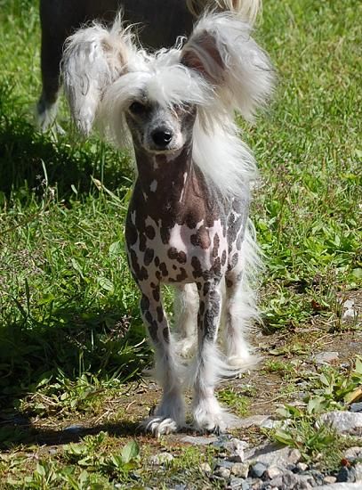 Pinky Twinky Emplasto de Amor