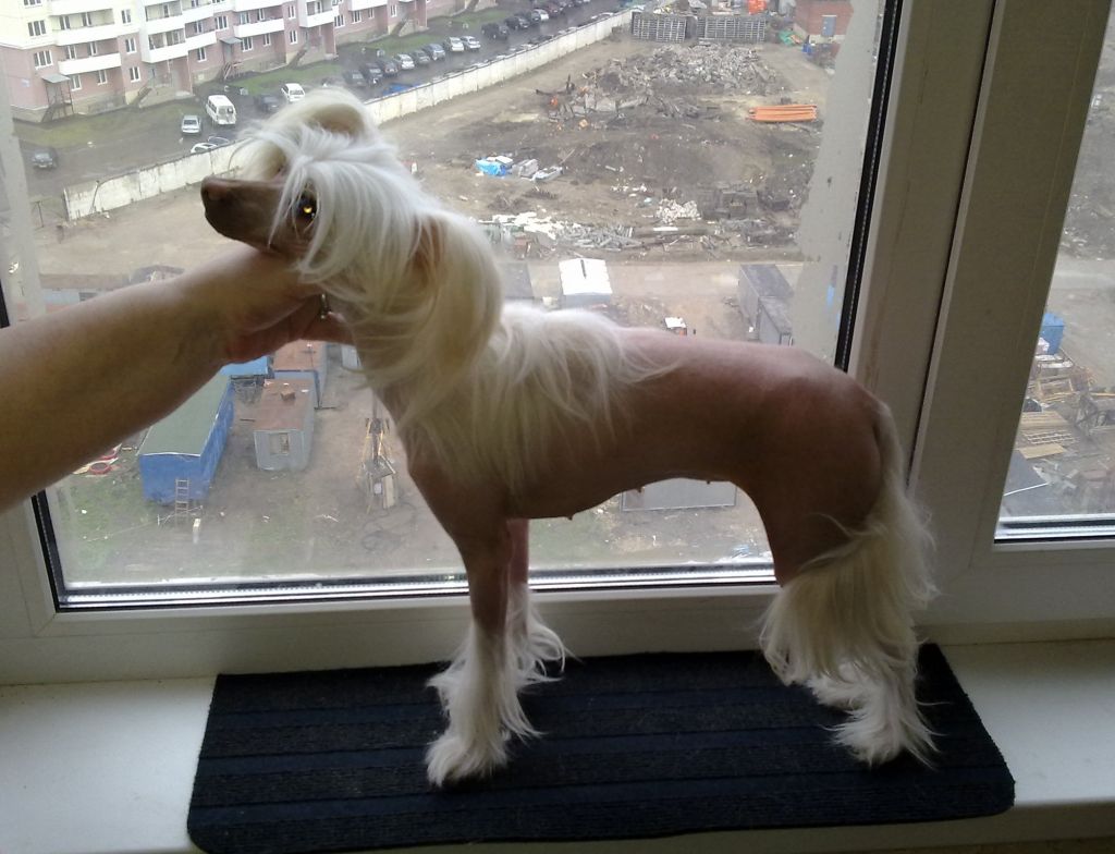 Infanta Jasmine Niagara  