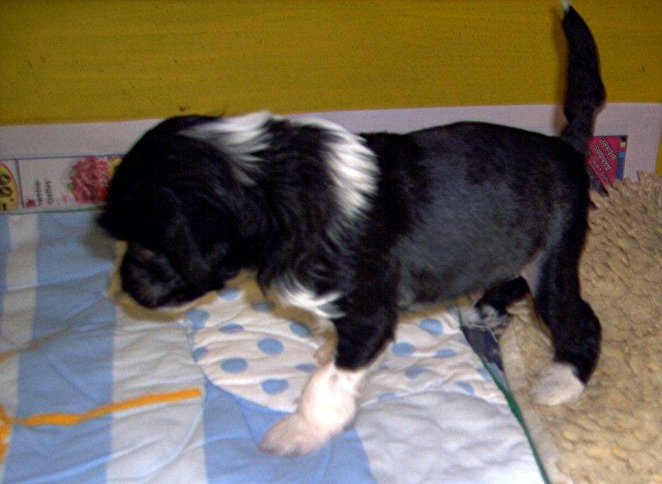 Einstein von den Windpferden