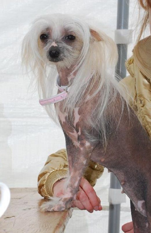 Enya von den Windpferden