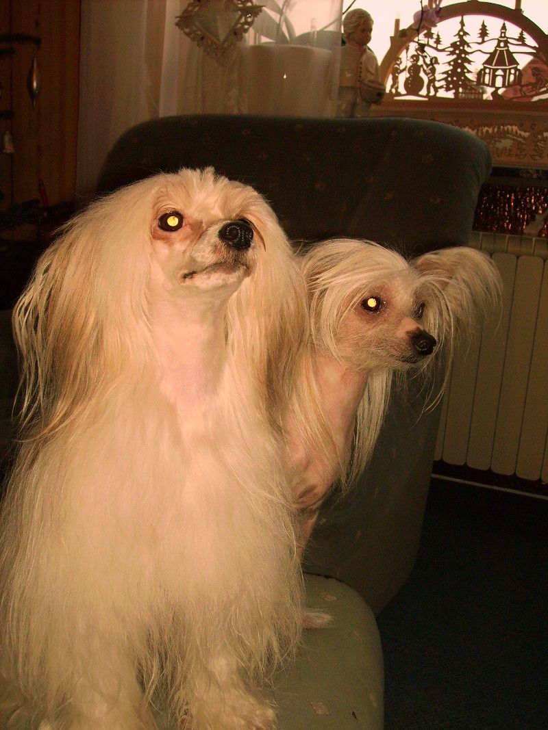 Etana von den Windpferden