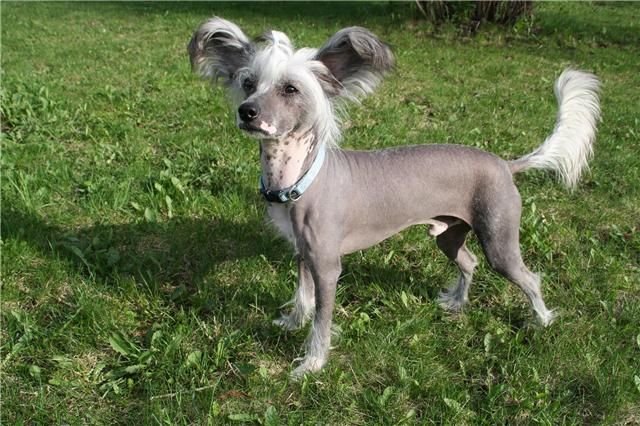 Moelmo's Dudley's Pride