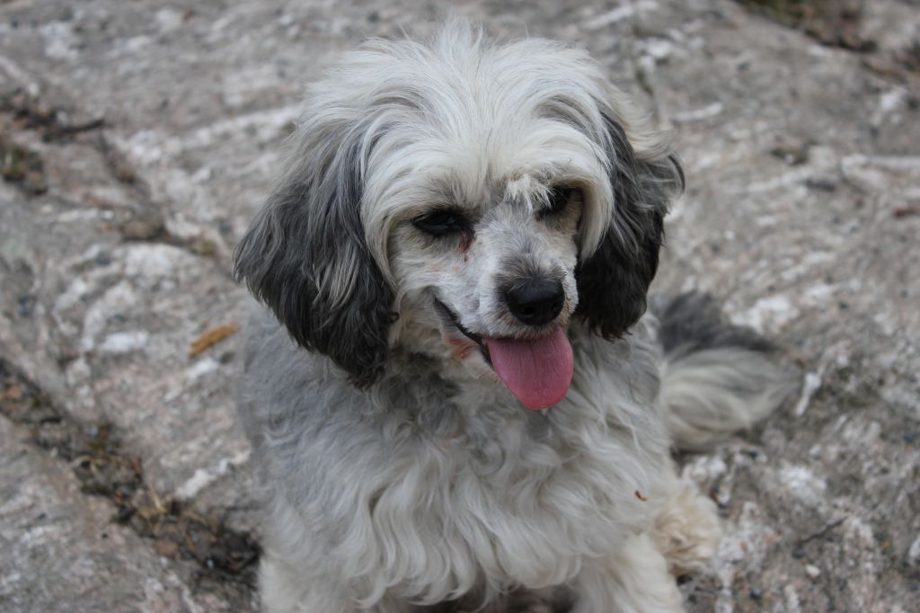 Moelmo's Dolly Deluxe