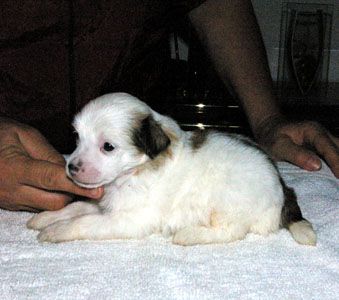 Oriental Jokes Diabolo