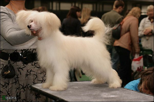 Shelcovij Shlejf Lubava