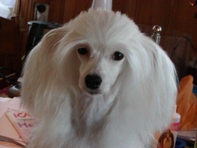 Kejsaren av Kina Lucky Baby