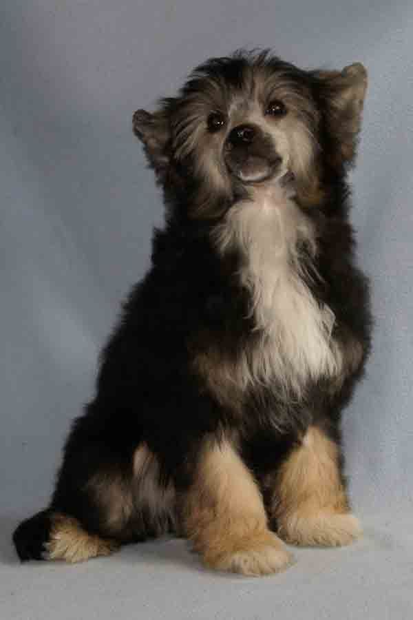 Gingerys Bajer Staff