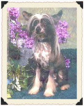 Cowboy's Midnight Pony Boy