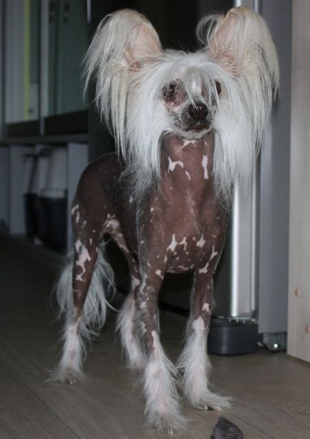 Melanies Rerity Butterfly 