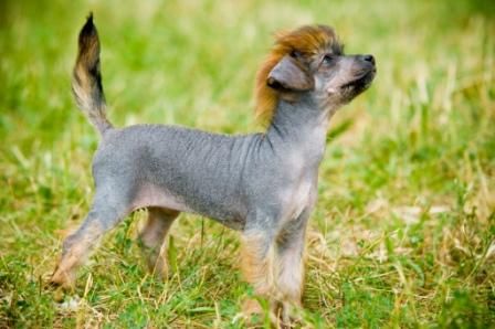 Constans de Rouse Mirabilis Gemma