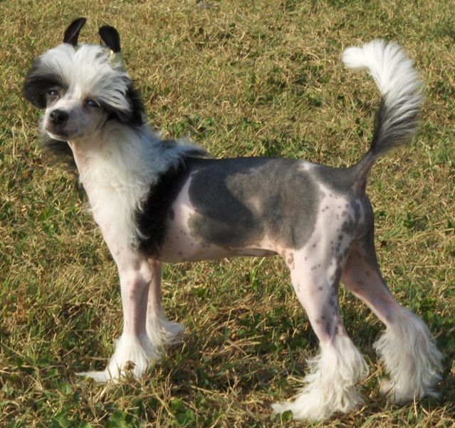 Bring me Magic for Yaquinas from Mongoshi