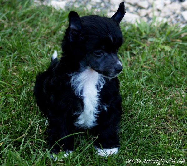 Black Magic Woman Mongoshi