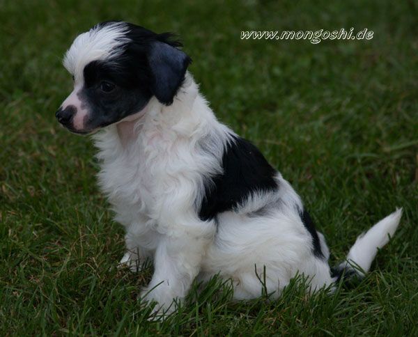 Beautiful Mind Mongoshi