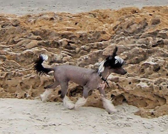 Volshebnaja Loshadka Arden