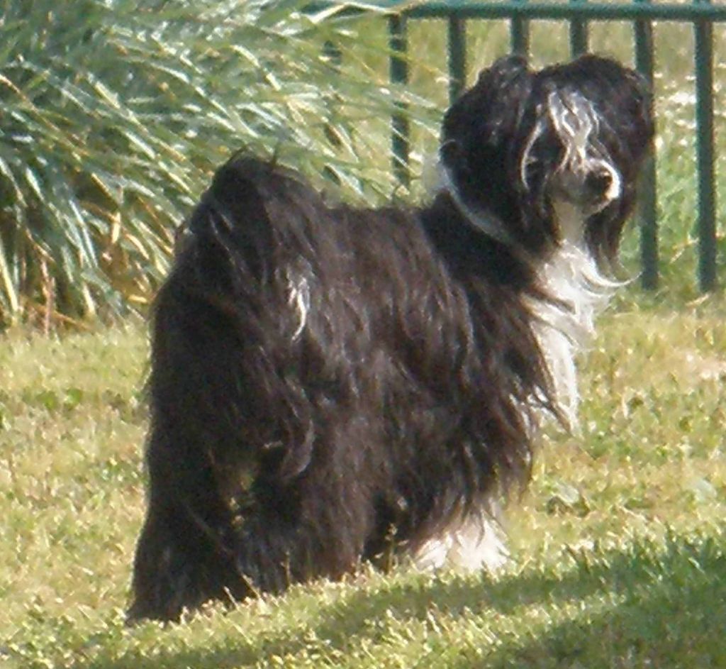 Volshebnaja Loshadka Annabel