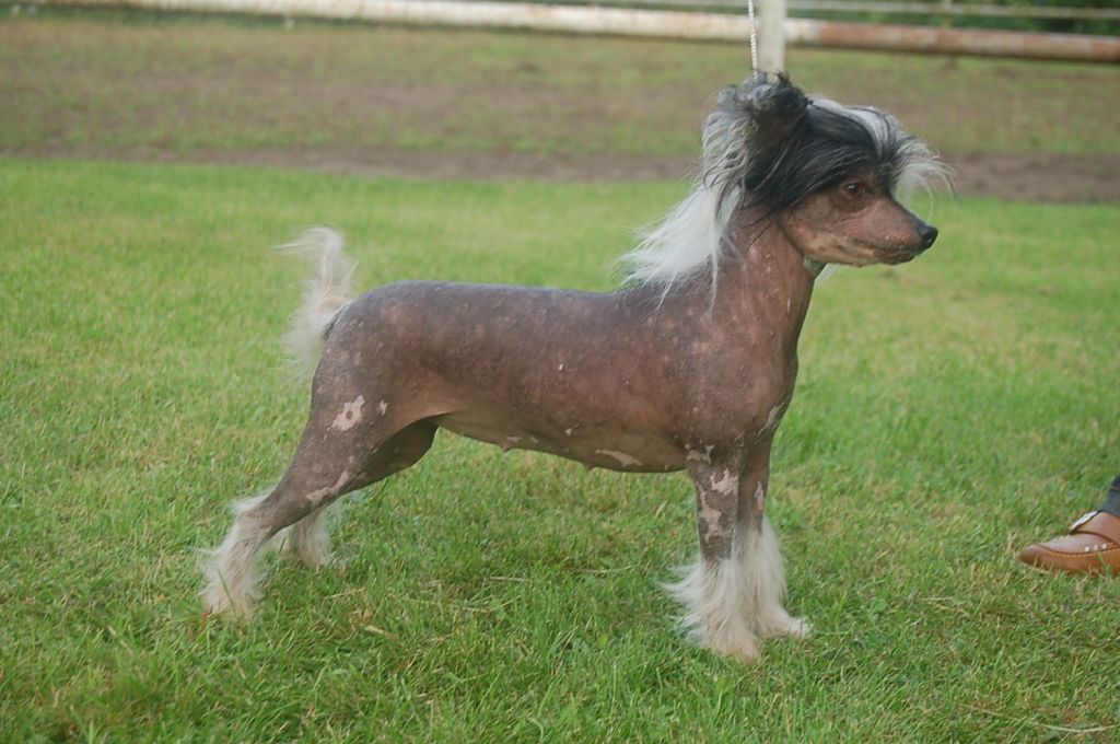 Local Hero's Funny's Fantastisk