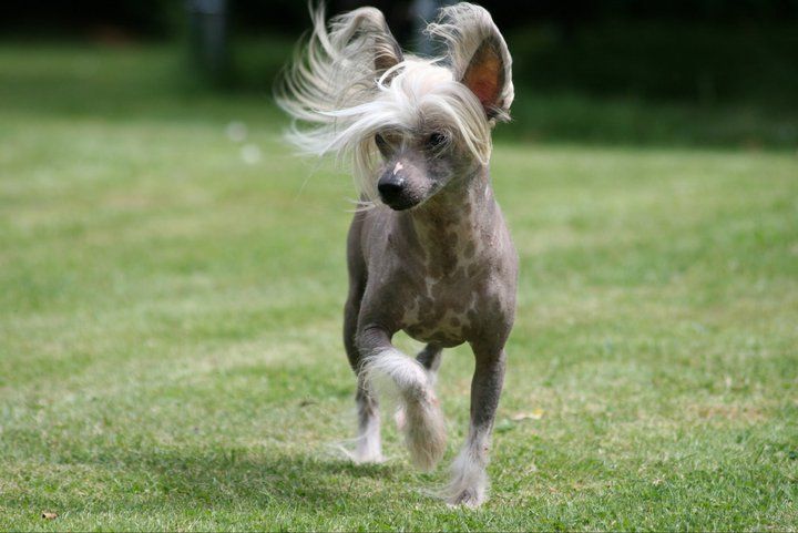 Fear No Evil of Roxy's Pride