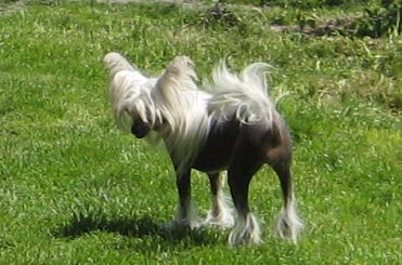 Shadowmyst of Gizzy's Home