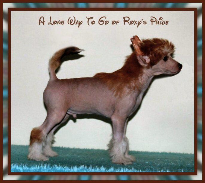 A Long Way To Go of Roxy's Pride